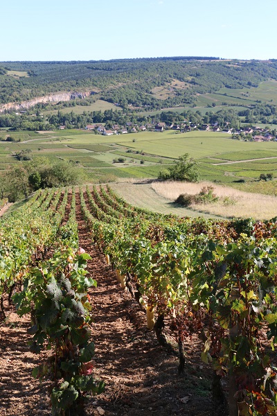 Zoom sur un rang de vigne.