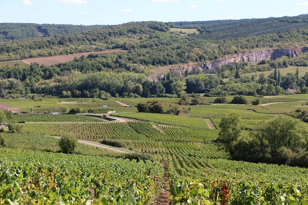 Le vignoble avec en fond les anciennes carrières