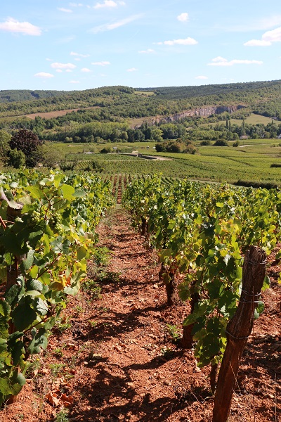 Zoom sur un rang de vigne